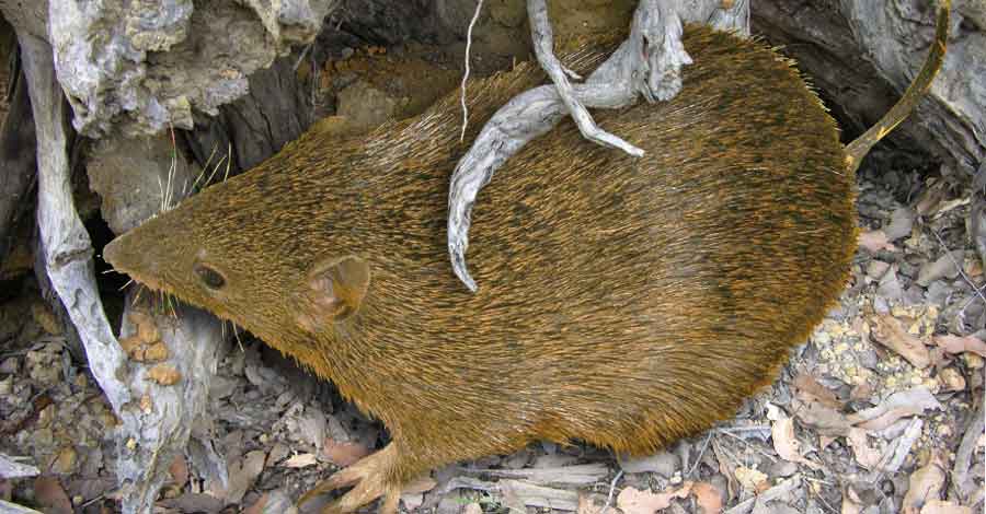 Quenda or Bandicoot